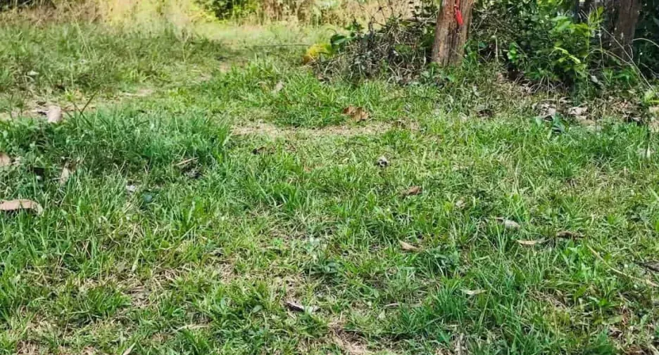 For sale land in Phon Sawan, Nakhon Phanom