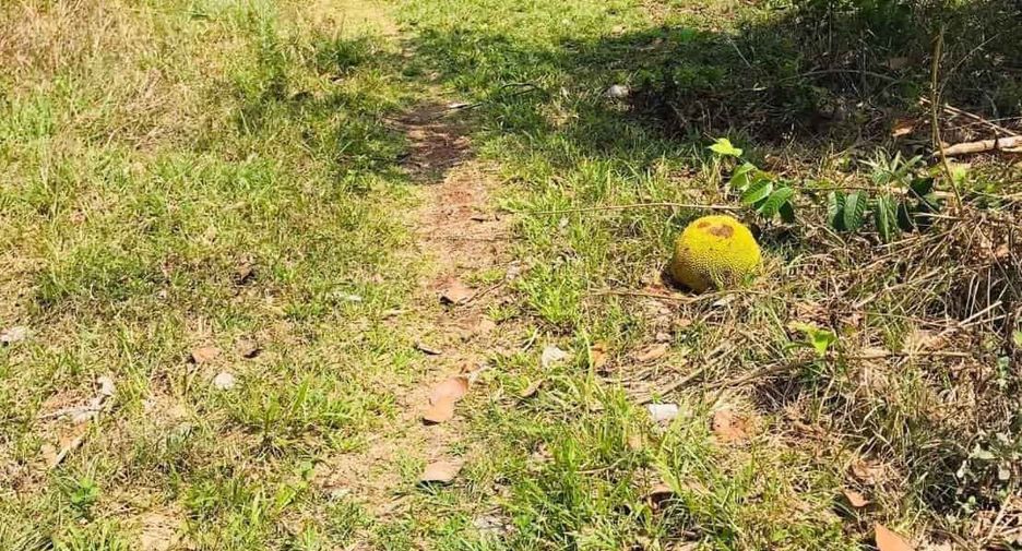 For sale land in Phon Sawan, Nakhon Phanom