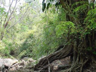 For sale land in Phu Ruea, Loei