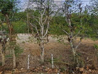 For sale land in Thalang, Phuket