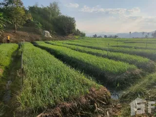 For sale land in Chiang Dao, Chiang Mai