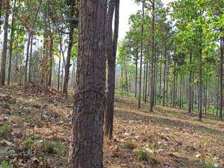 For sale land in Mae Taeng, Chiang Mai