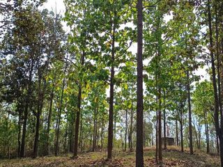For sale land in Mae Taeng, Chiang Mai