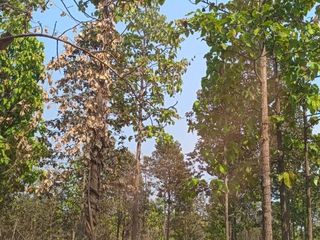 For sale land in Mae Taeng, Chiang Mai