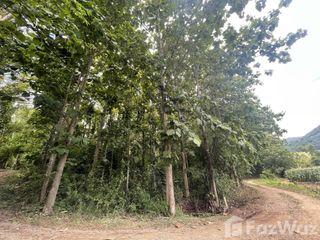 For sale land in Thung Chang, Nan