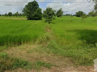 For sale land in Si Rattana, Sisaket