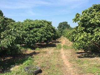 For sale land in Mueang Lamphun, Lamphun