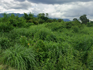 For sale land in Makham, Chanthaburi