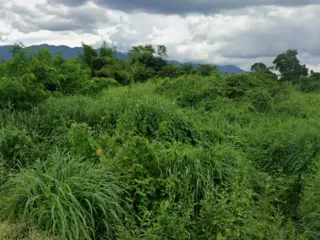 For sale land in Makham, Chanthaburi