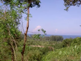 For sale land in Thalang, Phuket