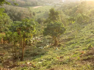 For sale land in Thalang, Phuket