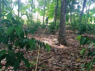 ขาย ที่ดิน ใน เมืองภูเก็ต, ภูเก็ต