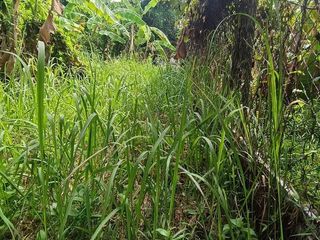 ขาย ที่ดิน ใน เมืองภูเก็ต, ภูเก็ต
