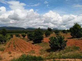 For sale land in Dan Sai, Loei