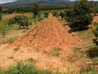 For sale land in Dan Sai, Loei