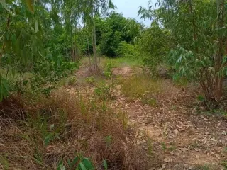 For sale land in Mueang Chaiyaphum, Chaiyaphum