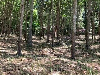 For sale land in Ko Yao, Phang Nga