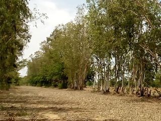 For sale land in Si Samrong, Sukhothai