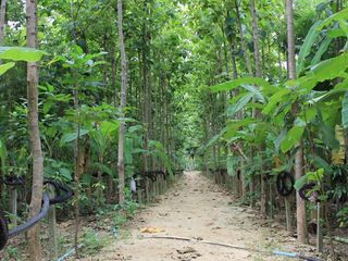For sale land in Nong Chang, Uthai Thani