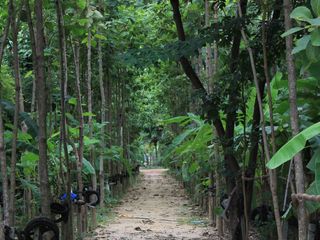 For sale land in Nong Chang, Uthai Thani