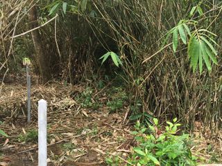 For sale land in Takua Pa, Phang Nga