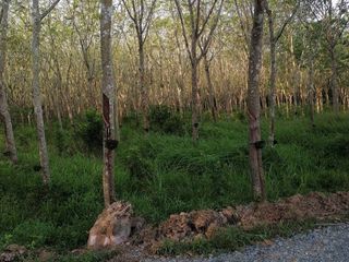 For sale land in Cha-uat, Nakhon Si Thammarat