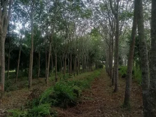 For sale land in Cha-uat, Nakhon Si Thammarat