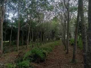 For sale land in Cha-uat, Nakhon Si Thammarat