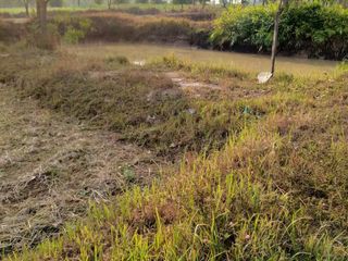 For sale land in Kuchinarai, Kalasin