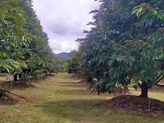For sale land in Khao Saming, Trat