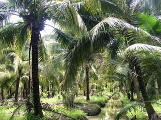ขาย ที่ดิน ใน ดำเนินสะดวก, ราชบุรี