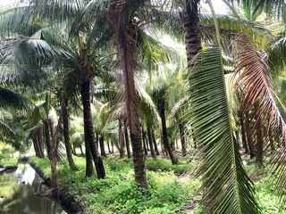ขาย ที่ดิน ใน ดำเนินสะดวก, ราชบุรี