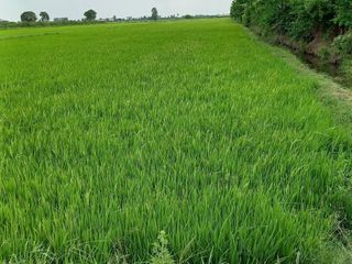For sale land in Song Phi Nong, Suphan Buri