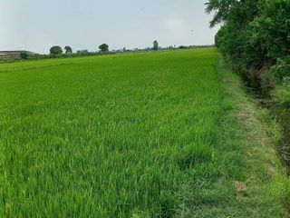 For sale land in Song Phi Nong, Suphan Buri