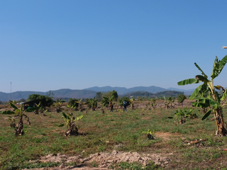 For sale land in Phaya Mengrai, Chiang Rai