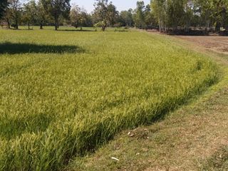 For sale land in Kantharawichai, Maha Sarakham