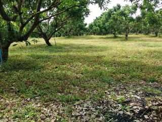 For sale land in Chiang Dao, Chiang Mai