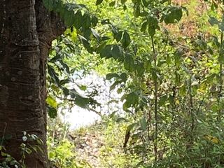 For sale land in Wang Thong, Phitsanulok