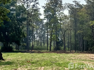 For sale land in Prang Ku, Sisaket