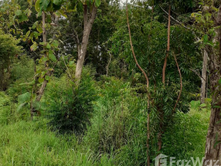 For sale land in Taphan Hin, Phichit