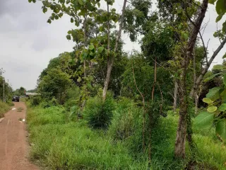 For sale land in Taphan Hin, Phichit