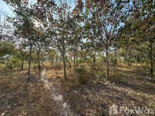 For sale land in Pa Tio, Yasothon