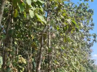 For sale land in Ngao, Lampang