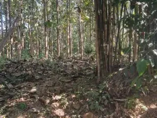For sale land in Ngao, Lampang