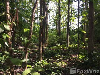 For sale land in Chiang Klang, Nan