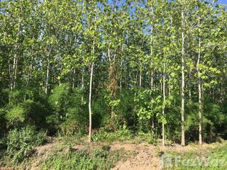 For sale land in Chiang Klang, Nan