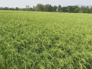For sale land in Wiang Chai, Chiang Rai