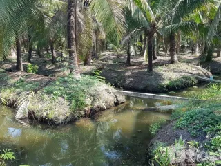 For sale land in Bang Khonthi, Samut Songkhram
