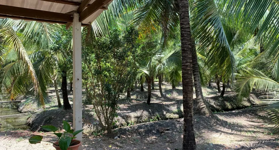 For sale land in Bang Khonthi, Samut Songkhram