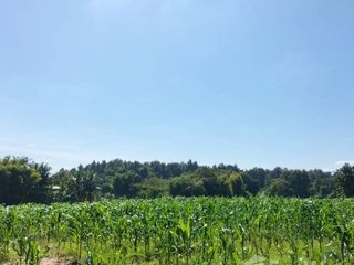 For sale land in Chiang Kham, Phayao